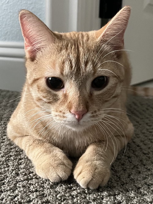 PETER - Domestic Short Hair available for adoption