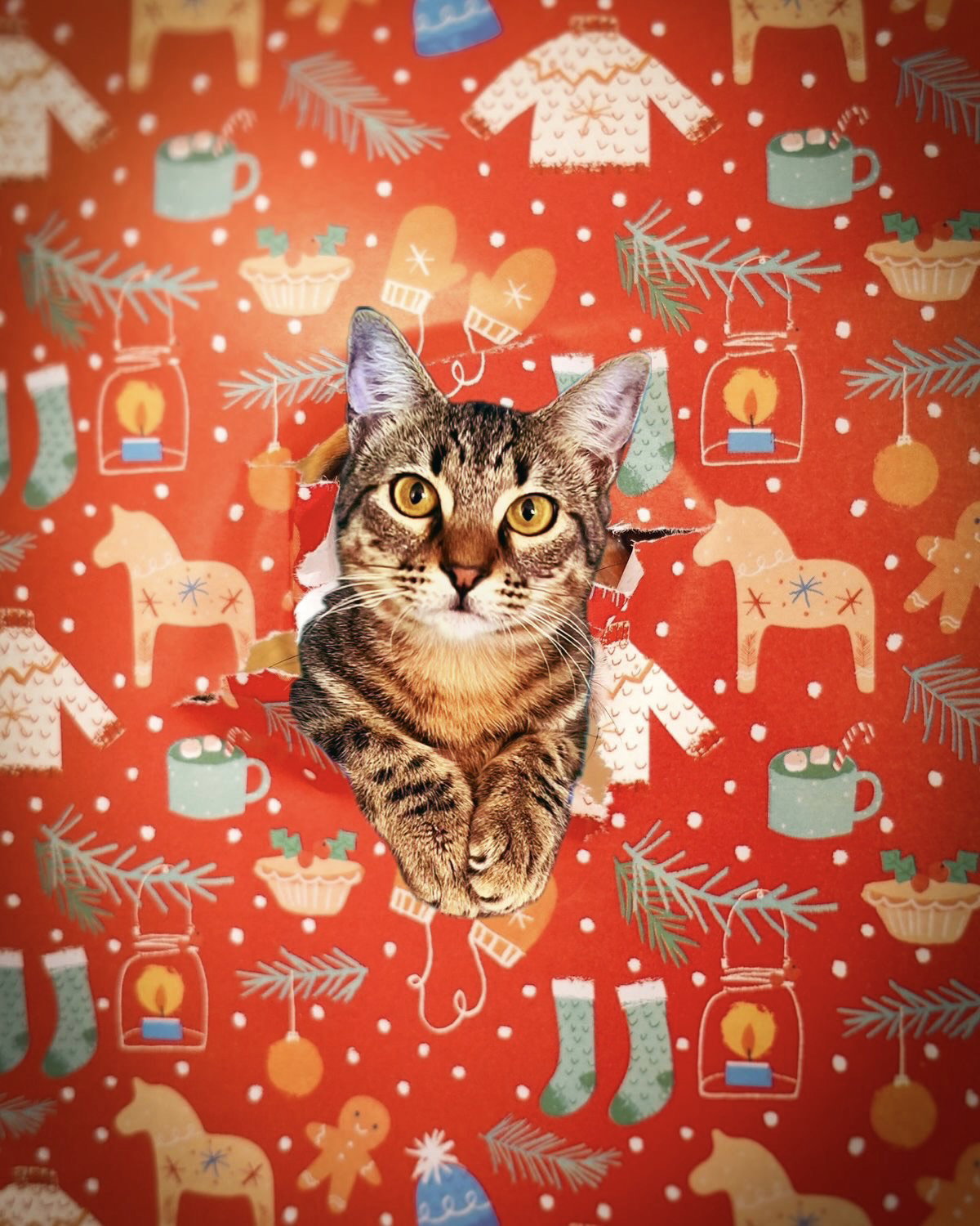 Holly
