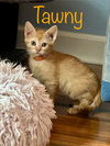 Tawny