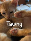 Tawny