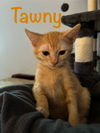 Tawny