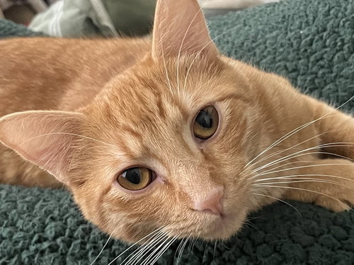Rusty
