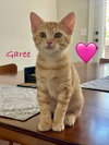 Garee