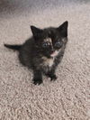 Jennipurr