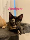 Jennipurr
