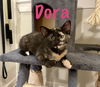 Dora
