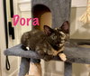 Dora