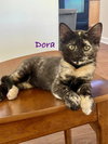 Dora