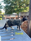 Dora