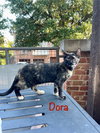Dora