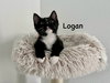 Logan
