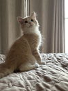 Kevin