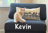 Kevin