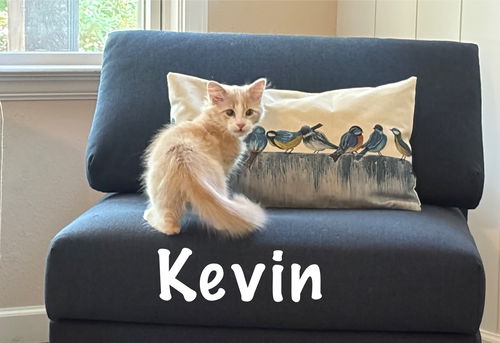 Kevin