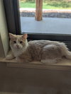 Kevin