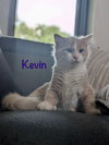 Kevin