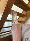 Kevin