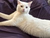 Aslan