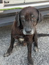 Humphrey (Bogie)