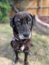 Humphrey (Bogie)