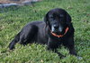Humphrey (Bogie)