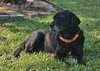 Humphrey (Bogie)