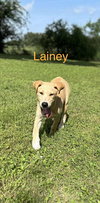 Lainey