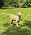 Lainey