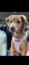 Roux (Daisy)