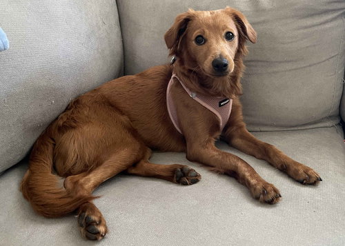 Roux (Daisy)