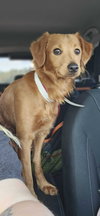 Roux (Daisy)