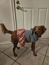 Roux (Daisy)