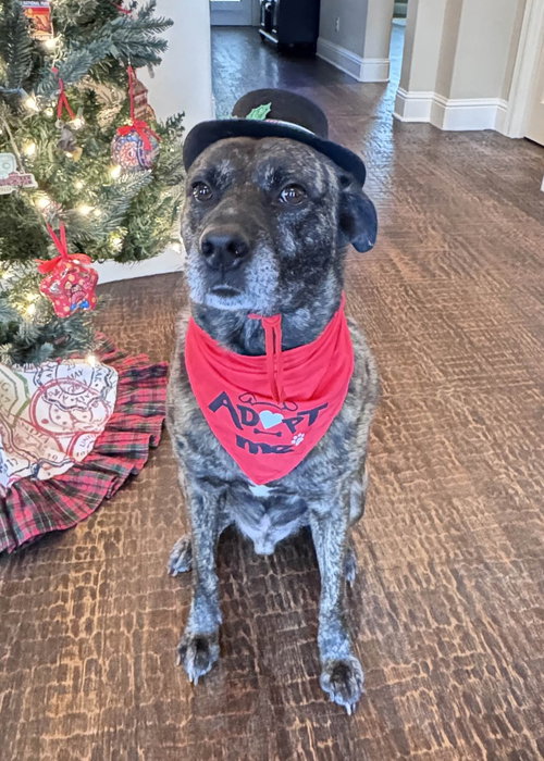 picture of the dog needing adoption
