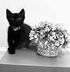 Ebony