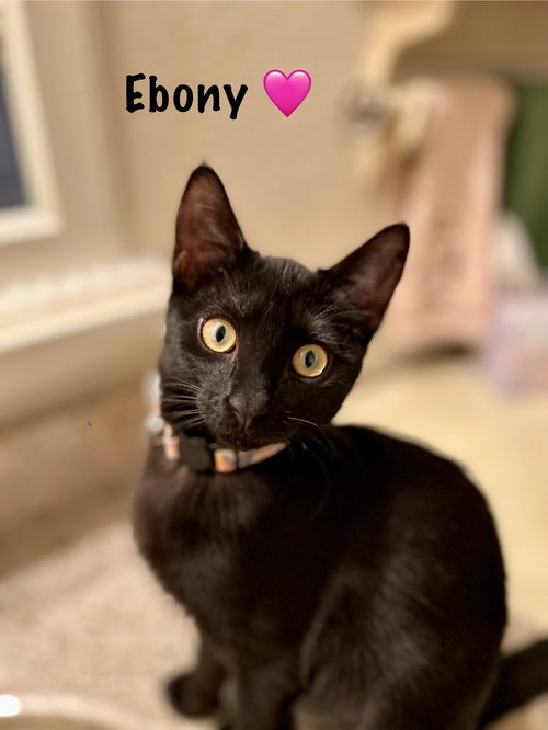 Ebony