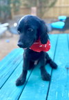 Levi