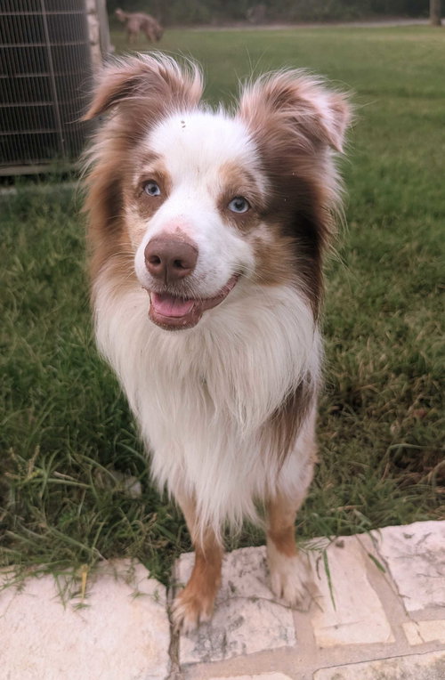 Ziggy