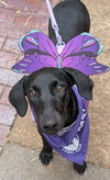 Violet