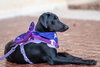 Violet