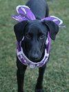 Violet