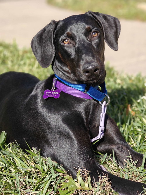 Violet