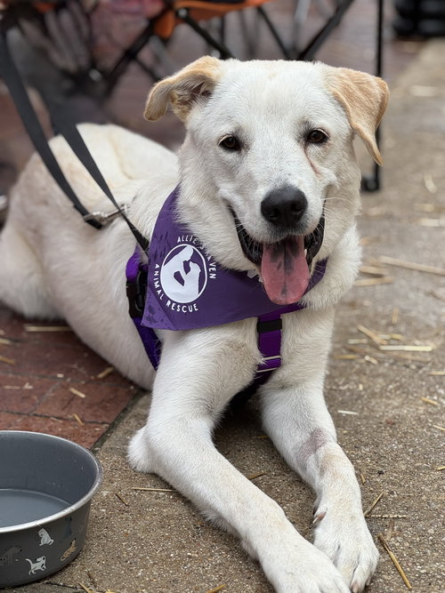 picture of the dog needing adoption