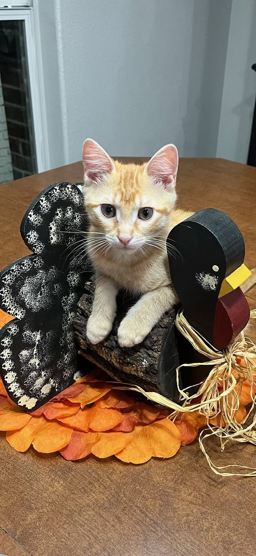 Punkin Pie
