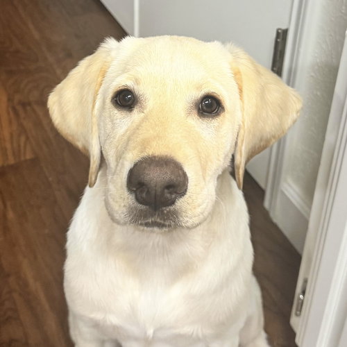 Cannoli