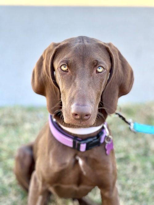 picture of the dog needing adoption