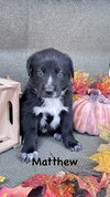 Matthew Crawley