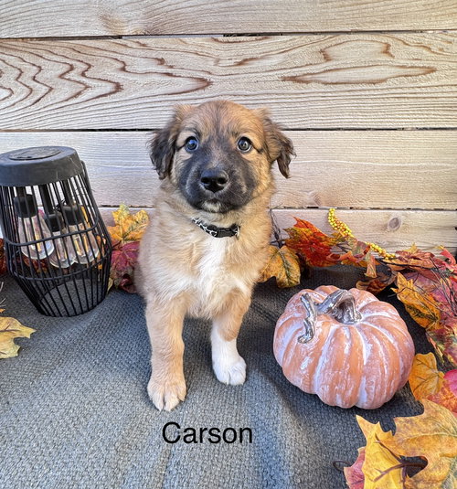 Mr. Carson