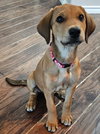Nala