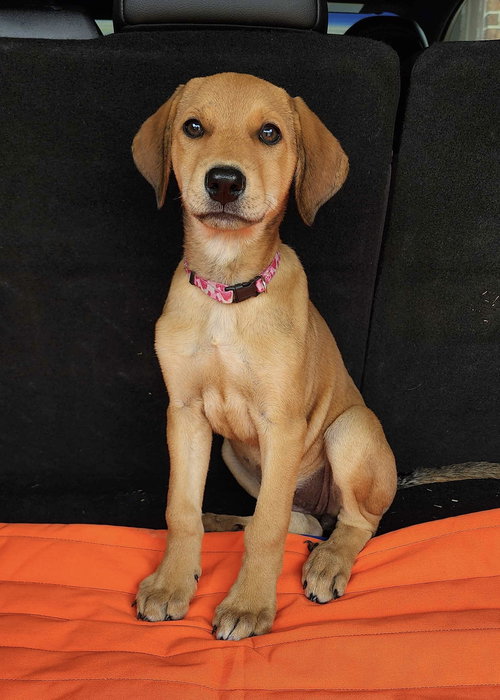 Nala