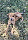 Nala
